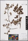 Foto von Salix cinerea L.